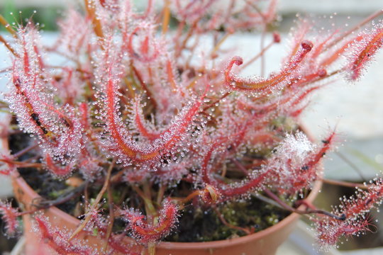 The red carnivorous forked-leafed sundew