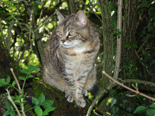Ozelotkatze haustier Ozelotkatze haustier