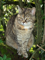 KATZE IM BAUM . CAT IN THE TREE