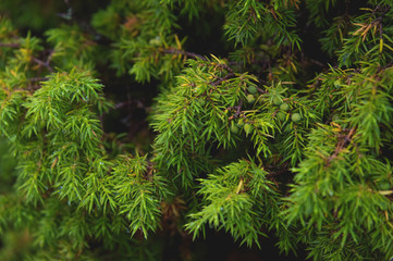 Close-up Dew drops on juniper branch. Wild juniper bush