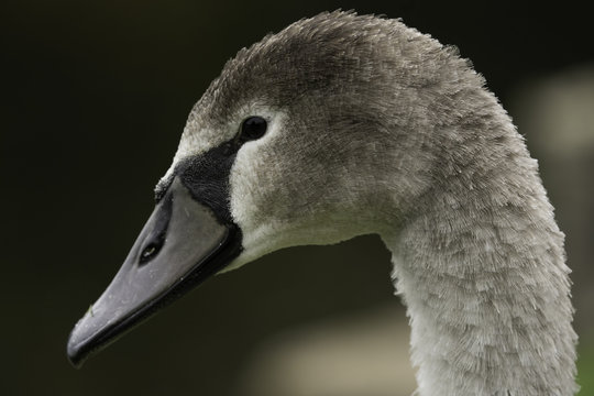 Side View Close-up of a Young Grey Swan with Black and Grey Fluffy Plumage.