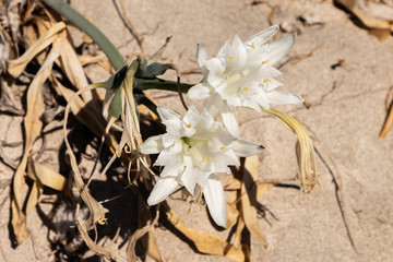 Sea daffodil (Pancratium maritimum)