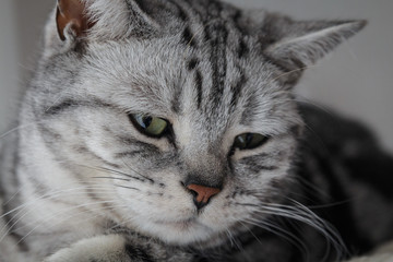 Portrait eines stolzen Katers