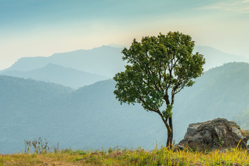 alone tree with Landscape of Phucheefah mountain forest park in chiang rai province Thailand