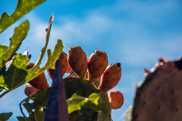 Fichi d'India