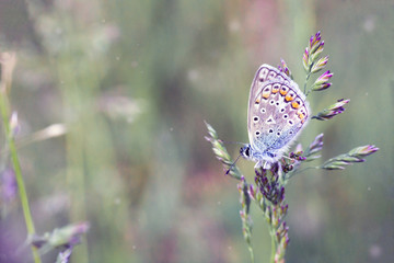 Plebejus argus (silver-studded blue) butterfly in field, sunny light day in garden