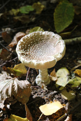 forest inedible mushroom