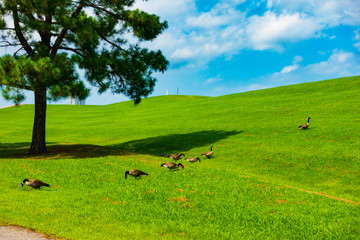 Geese In The Park Mount Trashmore