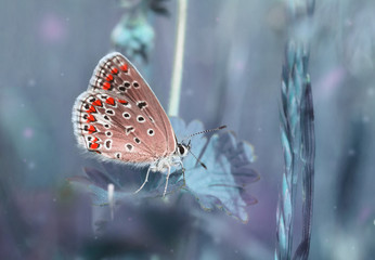 Dreamy blue field with flying red butterfly, magic morning