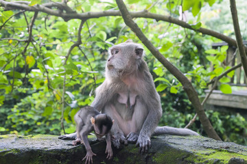 Naklejka na ściany i meble Macaque family. Small macaca fascicularis baby and mother in green Ubud Monkey Forest, Bali, Indonesia