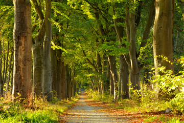 Avenue of old beech trees in the warm light of the setting sun, early autumn - obrazy, fototapety, plakaty