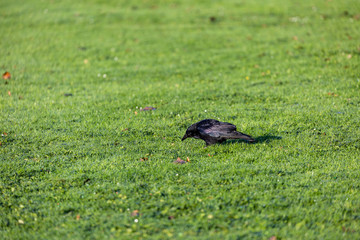 Crow on the grass field