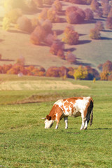 Fototapeta na wymiar Cow grazing in field, sunset light
