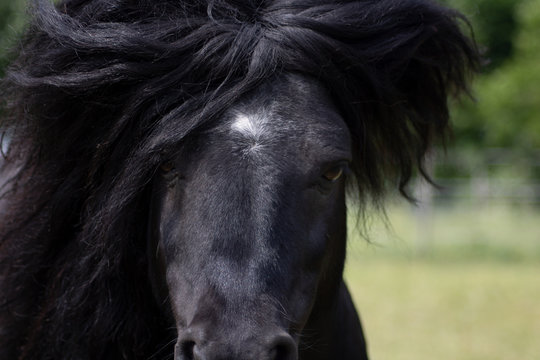 wilder Ponyblick