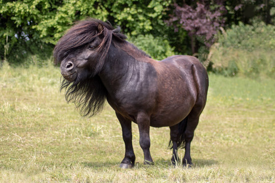 schwarzes Shetlandpony