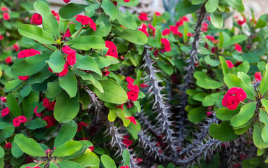 Christ plant or Crown of thornes (Euphorbia milii)