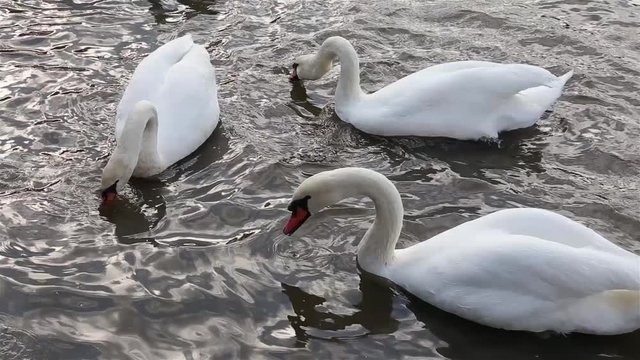 White swans are swiming in a pond on city park.