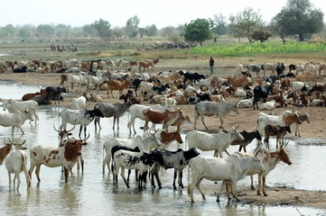 Troupeau de zébus au bord du fleuve, Burkina Faso, Afrique