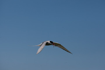 Fototapeta na wymiar Arctic Tern (Sterna paradisae_ flying with fish back to nest at breeding colony