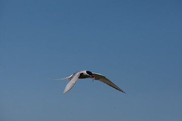 Arctic Tern (Sterna paradisae_ flying with fish back to nest at breeding colony