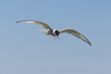 Arctic tern (Sterna paradisaea) in flight with fish