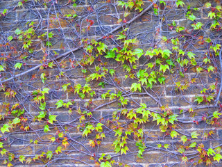 Abstract background. Leaves on the brick wall.