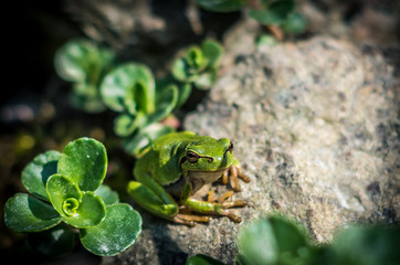 laubfrosch