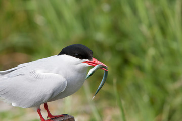 Naklejka premium Arctic tern (Sterna paradisaea) perched with sand eel fish displaying near nest
