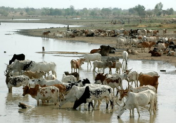 Obraz premium troupeau de zébus s'abreuvant dans un cours d'eau, Burkina Faso, Afrique