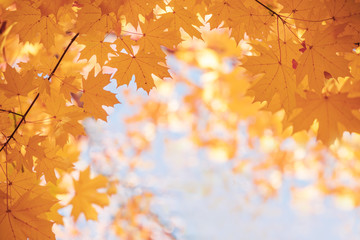 The frame of the branches with yellow leaves of maple against a blue sky. Natural background of autumn park.
