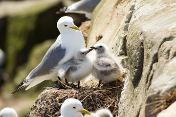 Black-legged kittiewake (Rissa tridactyla) with youngsters