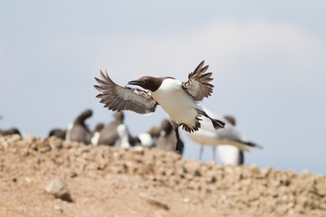 Common guillemot (Uria aalge) in flight