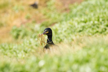 European shag (Phalacrocorax aristoltelis) with nesting material
