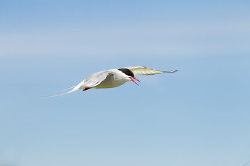 Arctic Tern (Sterna paradisaea) in flight