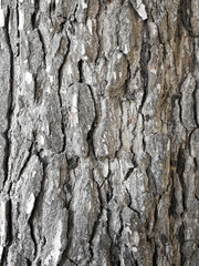 Tree bark texture background