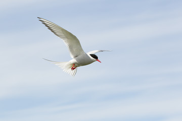 Arctic tern (Sterna paradisaea) in flight above colony