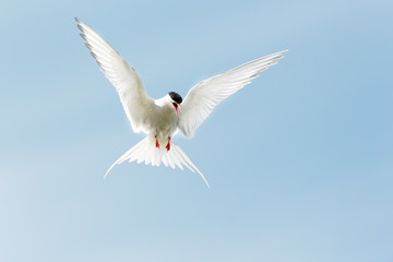 Arctic Tern (Sterna paradisaea) calling defensively in flight