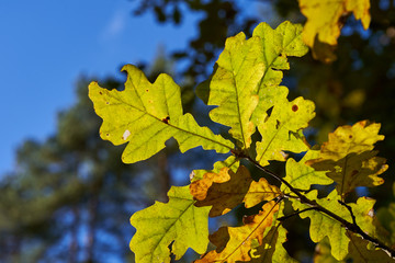 Oak branch with leaves in autumn forest
