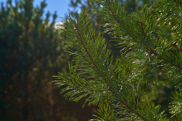 Branches of green pine glisten in the sun