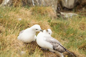 Northern Fulmar (Fulmarus glacialis) pair preening at nest site