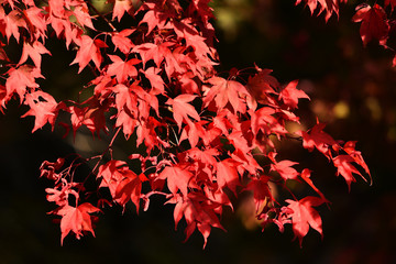Red Fall Leaves
