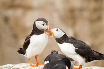 Atlantic Puffin pair (Fratercula arctica)  calling and displaying
