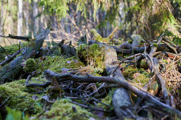 Lighted dim gloomy forest with beautiful green moss and scary roots