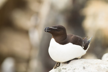 Razorbill (Alca torda) Calling, perched on rock