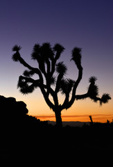 Fototapeta na wymiar A big joshua tree silhouette at the nationalpark, California, USA