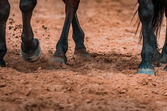 Wild horses galopping wildly in a rodeo show. Details and focus on feet, sand, dust, dirt and motion blur. Blurred bokeh background, warm lighting, shallow depth of field.