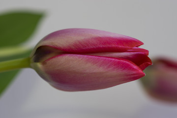 Tulip
