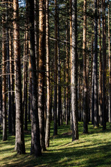 Fototapeta premium Pine forest in fall season. Woodland background.
