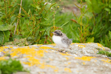 Arctic tern (Sterna paradisaea)  chick