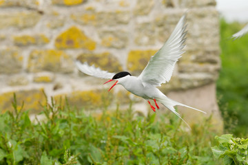 Arctic tern (Sterna paradisaea)  in flight